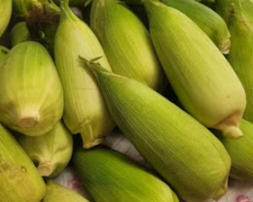 Bắp Nếp Lù hoặc Bắp Thái